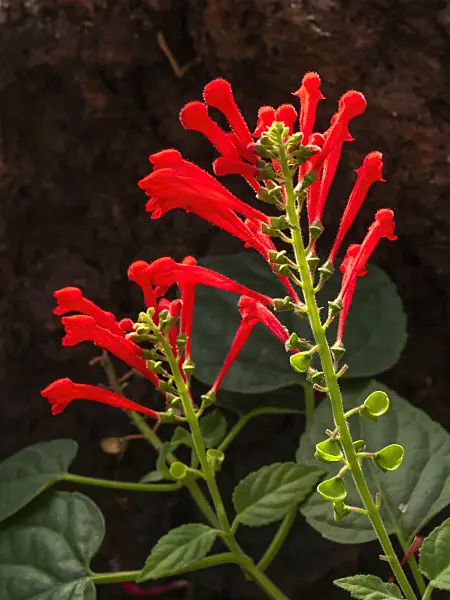 408001 - Skullcap (Scutellaria ventenatii)
