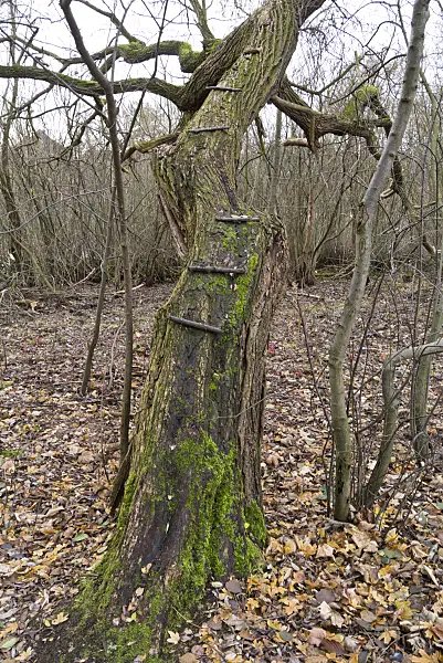 526065 - Slanting and mossy climbing tree with attached rungs