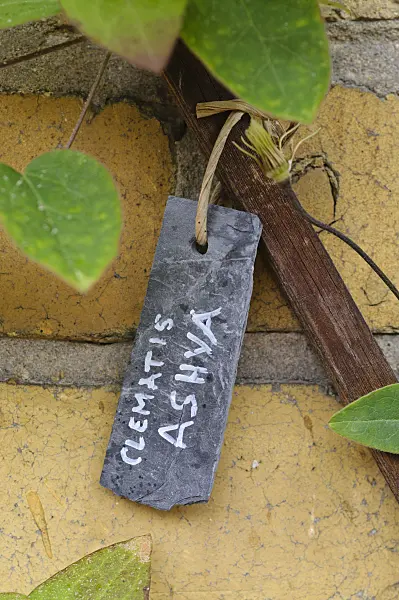 473255 - Slate plant label