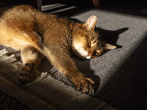 433162 - Sleeping Abyssinian cat on a carpet in the sunlight