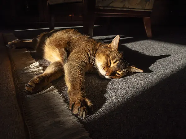 433163 - Sleeping Abyssinian cat on a carpet in the sunlight