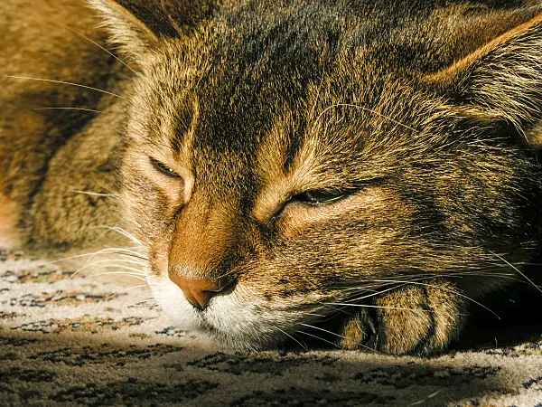 422011 - Sleeping Abyssinian cat with a paw under its head on a carpet in the sun