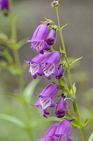 534119 - Slender blue beard tongue (Penstemon procerus var. tolmiei)