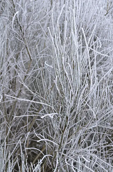492045 - Slender broom (Genista cinerea)