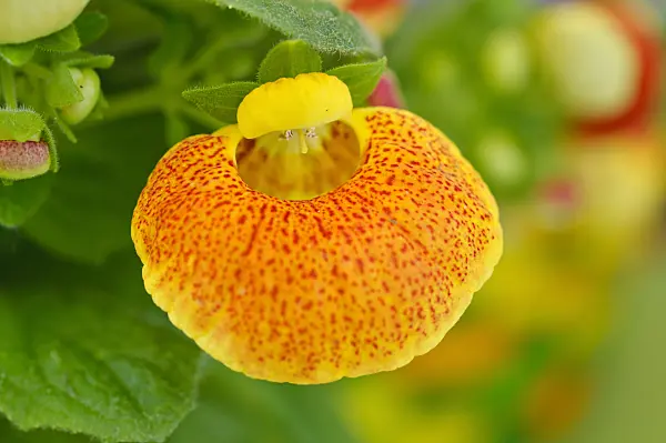 483101 - Slipperwort (Calceolaria)