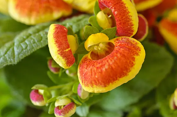 483102 - Slipperwort (Calceolaria)