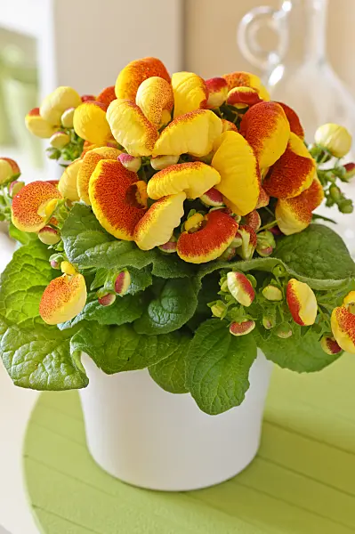483104 - Slipperwort (Calceolaria)