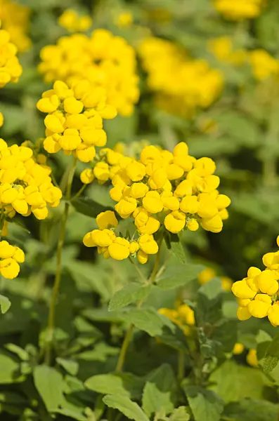 535222 - Slipperwort (Calceolaria integrifolia)
