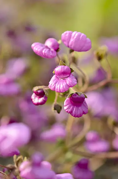 533285 - Slipperwort (Calceolaria purpurea)