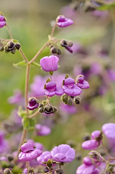 533286 - Slipperwort (Calceolaria purpurea)
