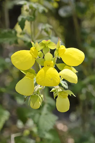 508446 - Slipperwort (Calceolaria tomentosa)