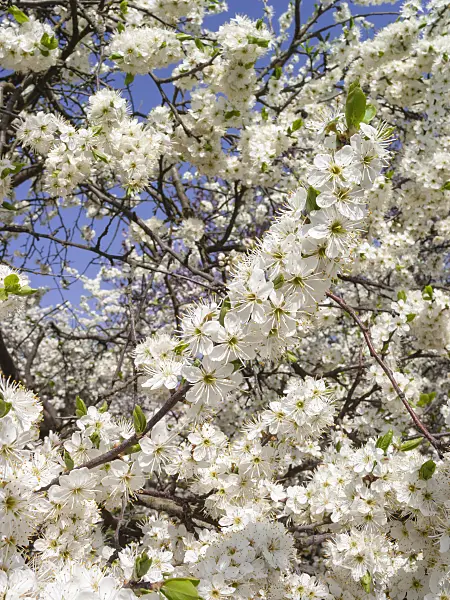 400117 - Sloe (Prunus spinosa)