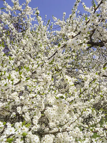 400119 - Sloe (Prunus spinosa)