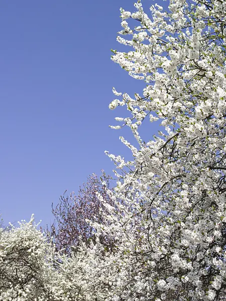 400121 - Sloe (Prunus spinosa)