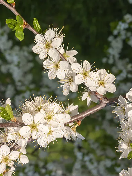 400127 - Sloe (Prunus spinosa)