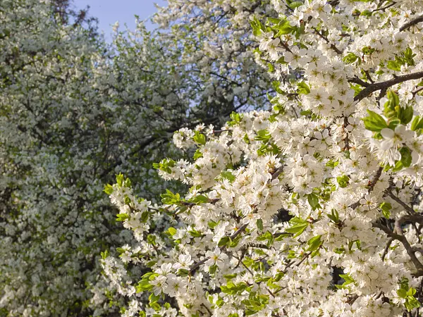 400128 - Sloe (Prunus spinosa)