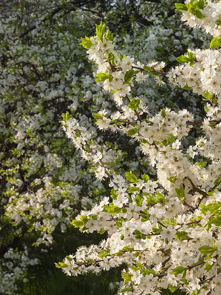 400129 - Sloe (Prunus spinosa)
