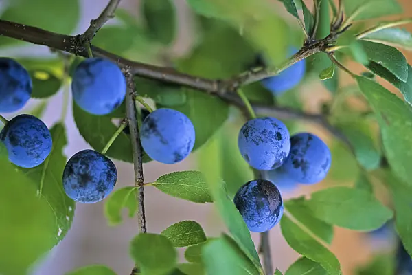 442077 - Sloe (Prunus spinosa)