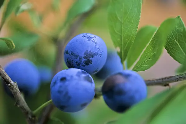 442078 - Sloe (Prunus spinosa)