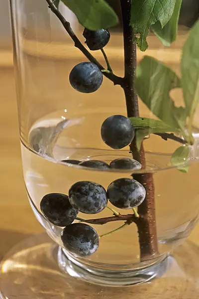 442082 - Sloe (Prunus spinosa)