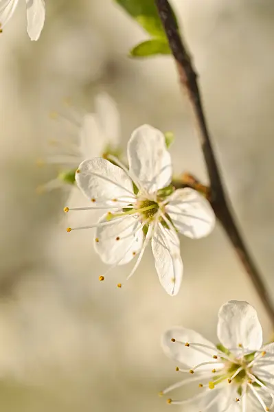 471115 - Sloe (Prunus spinosa)
