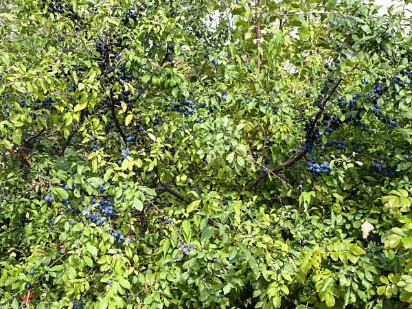 476186 - Sloe (Prunus spinosa)