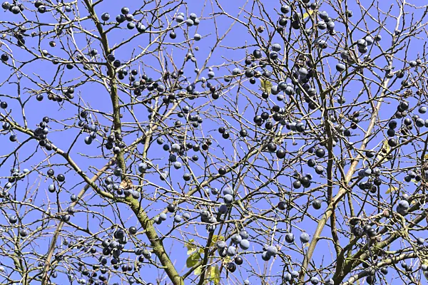 489070 - Sloe (Prunus spinosa)