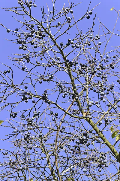 489071 - Sloe (Prunus spinosa)