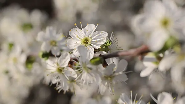 495061 - Sloe (Prunus spinosa)