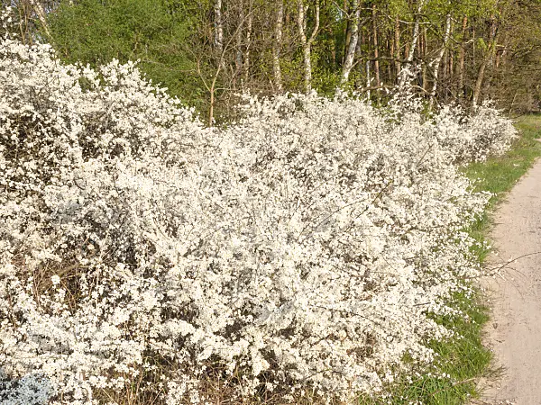503004 - Sloe (Prunus spinosa)