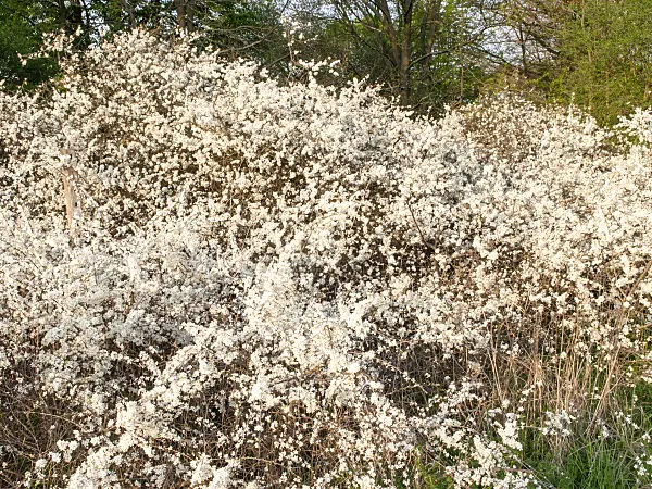 503005 - Sloe (Prunus spinosa)