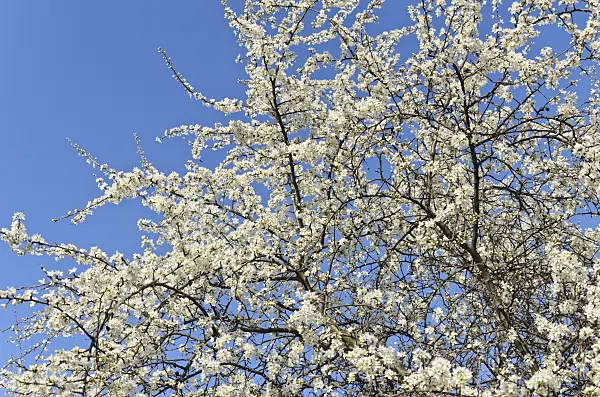 507035 - Sloe (Prunus spinosa)