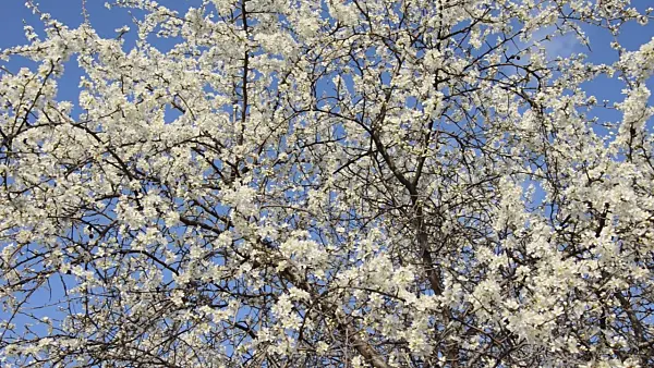 507049 - Sloe (Prunus spinosa)