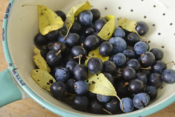 518063 - Sloe (Prunus spinosa)