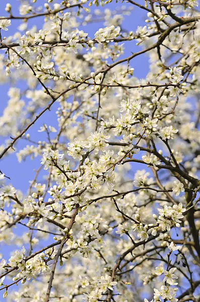 531001 - Sloe (Prunus spinosa)