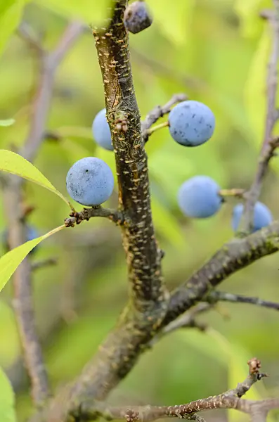536182 - Sloe (Prunus spinosa)