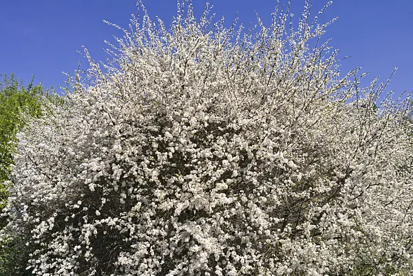 543027 - Sloe (Prunus spinosa)