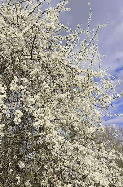 543030 - Sloe (Prunus spinosa)