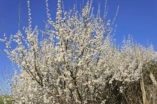 555095 - Sloe (Prunus spinosa)