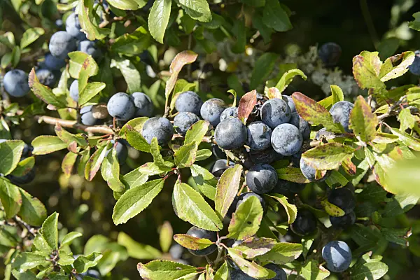 559110 - Sloe (Prunus spinosa)
