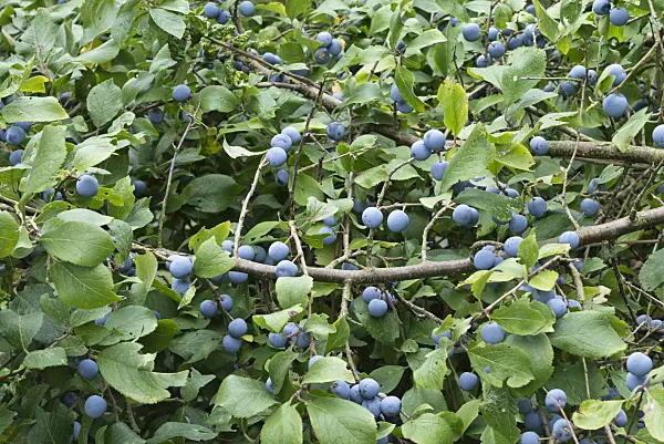 559133 - Sloe (Prunus spinosa)