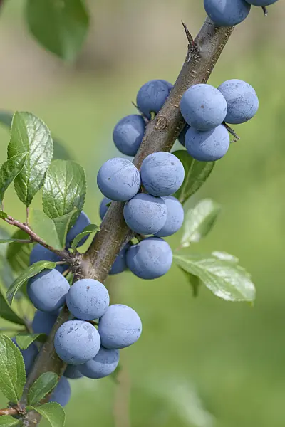 575288 - Sloe (Prunus spinosa)