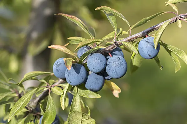 638212 - Sloe (Prunus spinosa 'Godenhaus')