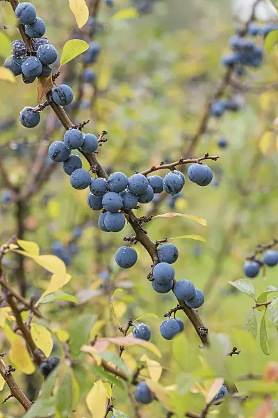 616094 - Sloe (Prunus spinosa 'Primosa')