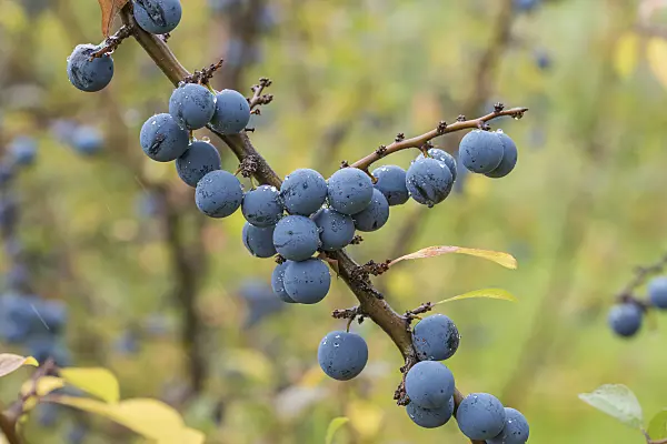 616095 - Sloe (Prunus spinosa 'Primosa')