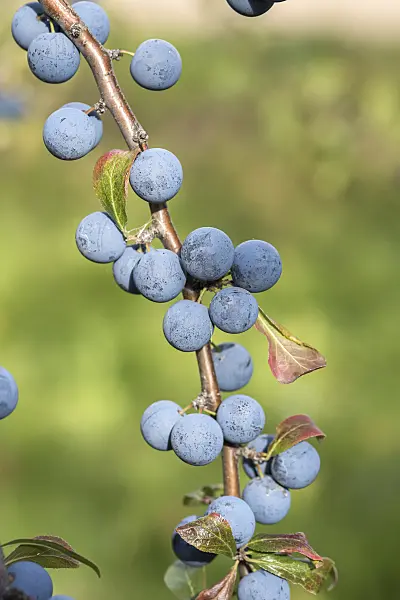 638213 - Sloe (Prunus spinosa 'Primosa')