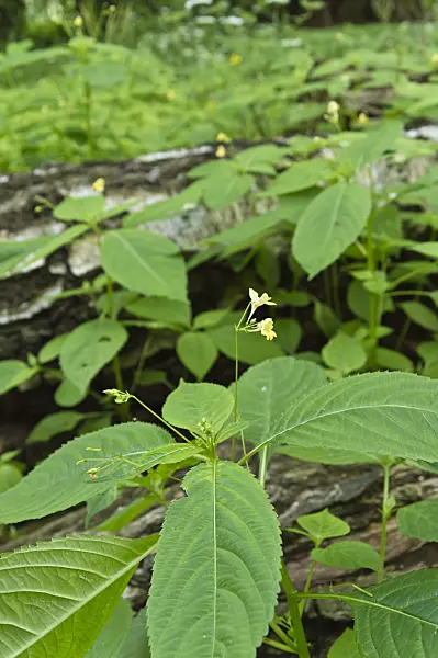 509086 - Small balsam (Impatiens parviflora)
