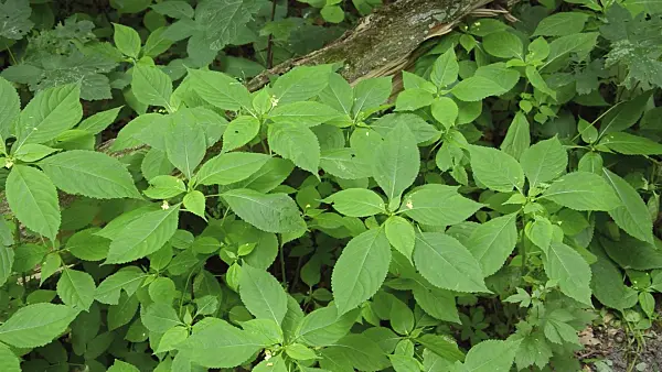 509188 - Small balsam (Impatiens parviflora)
