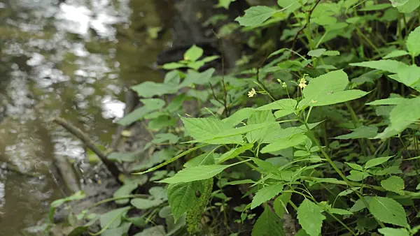 509191 - Small balsam (Impatiens parviflora) at a brook