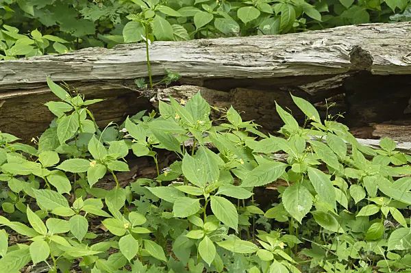 509099 - Small balsam (Impatiens parviflora) at a dead tree trunk